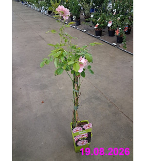 Rosa 'Clair Matin' RP 1,6 L